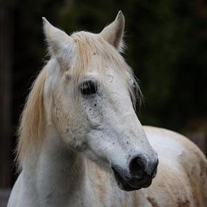 Pferdeportrait