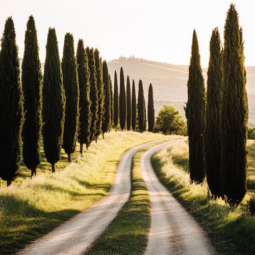 Cypress Trail Toscana
