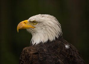 Amerikanischer Weißkopfseeadler.