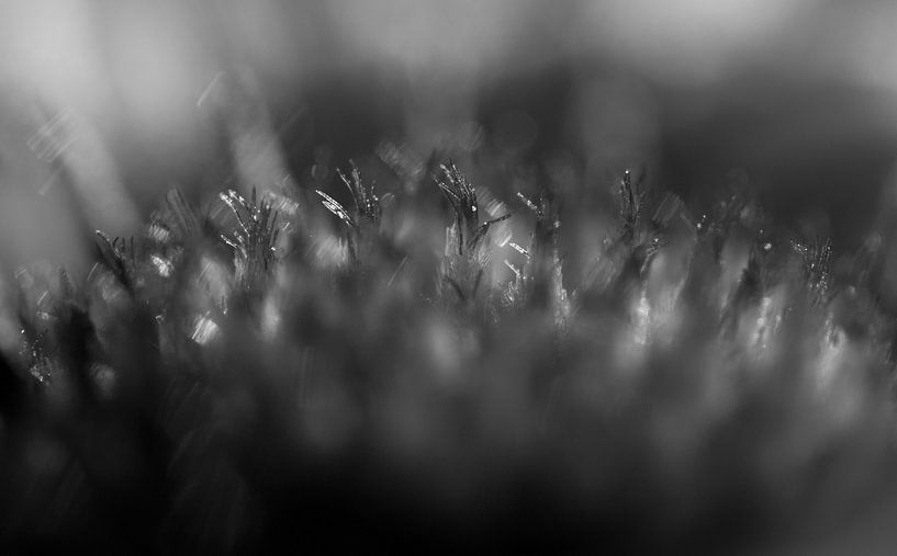 zwart-wit bloem by Nanda Nieuwhoff-de Groot