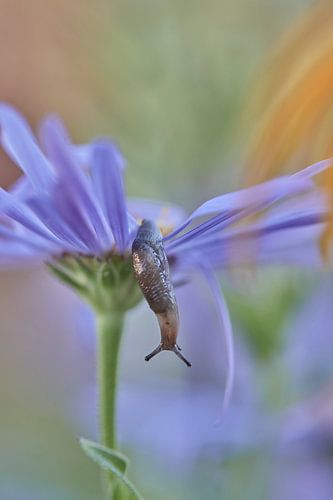 Snail in its own environment