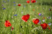 red poppy