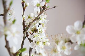 Witte bloesem voor lichte achtergrond