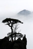 Silhouet van een dennenboom in Huangshan
