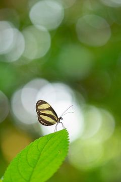 Vlinder in Costa Rica van Elles Rijsdijk