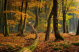 Het mysterieuze bos