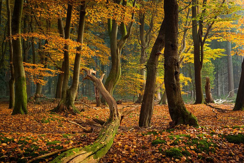  Geheimnisvoller Wald von Fotografie Egmond