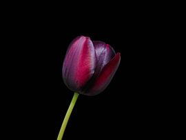 Glanzende, dieprode tulp, als rood fluweel. van Marjon Woudboer