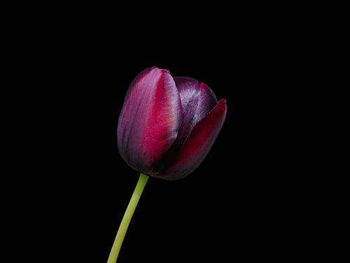 Glanzende, dieprode tulp, als rood fluweel