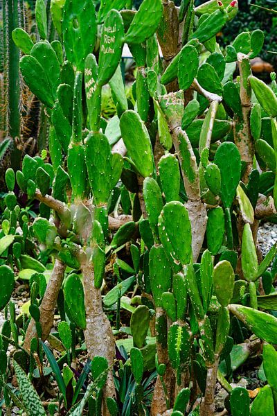 A forest of green cacti with graphic, prickly shapes by Frank Photos