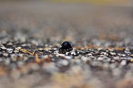 Scarab beetle by Niek Van Helden