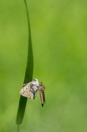 Fangen von Margriet Louwen