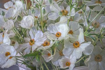 Coquelicots blancs sur Niek Traas