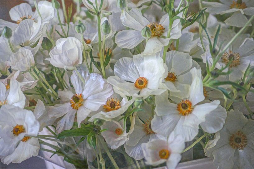 Witte klaprozen van Niek Traas