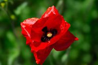 Poppy van Photo_Minuscule thumbnail