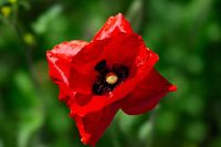 Poppy