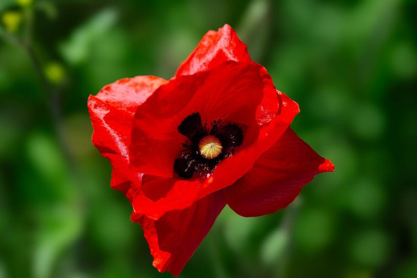 Poppy van Photo_Minuscule