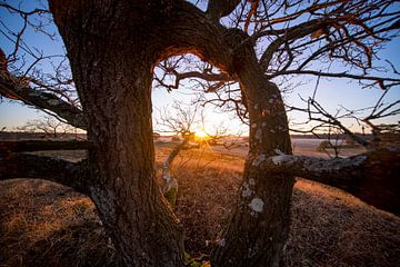 Coucher de soleil dans un creux entre des arbres géométriques sur John Ozguc