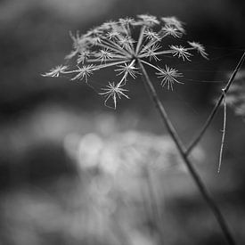 Zwart wit plant in winter | Nederland van Luis Boullosa