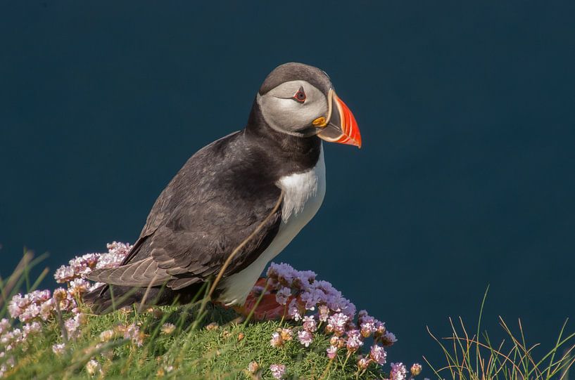 Puffin3 by Jasper Los