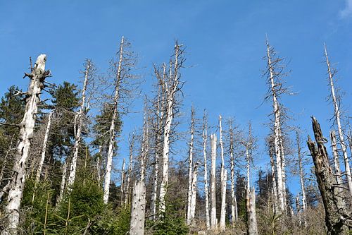 Arbres morts dans une forêt au pied du Brocken, près de Schierke, dans le parc national du Harz.