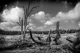 dode bomen in het heidegebied van nol ploegmakers