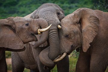 Elephant Hug van Guus Quaedvlieg