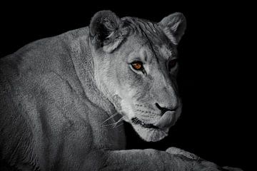 Lioness isolated on black background by Thomas Marx
