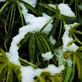 Pflanze mit Schnee von Sandra Bos