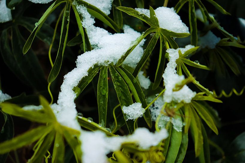 Pflanze mit Schnee von Sandra Bos