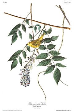 Mangrovezanger