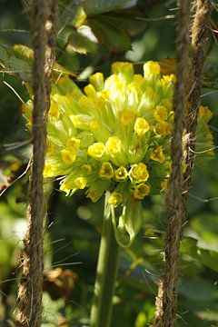 Schlüsselblume von Roswitha Lorz