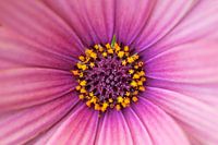 Detail Bloem
