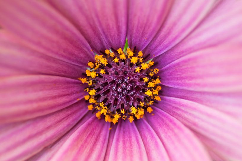 Detail Flower by Michael Roubos