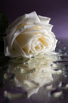 The fallen white rose