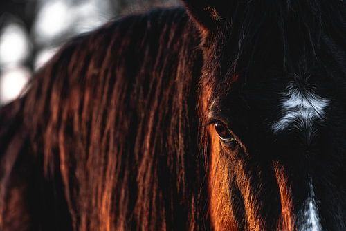 Paard Diepe Blik Warm Portret