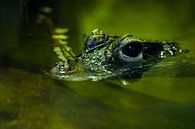 Un mignon petit crocodile regarde avec des yeux brillants l'eau verte d'un étang. par Michael Semenov Aperçu