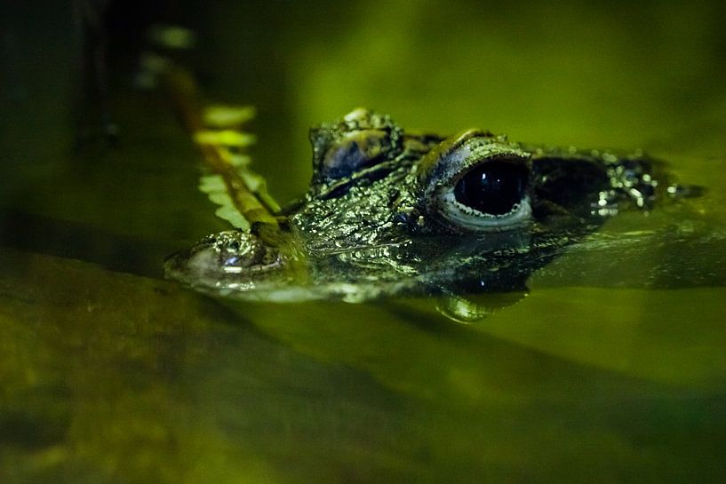 Un mignon petit crocodile regarde avec des yeux brillants l'eau verte d'un étang. par Michael Semenov