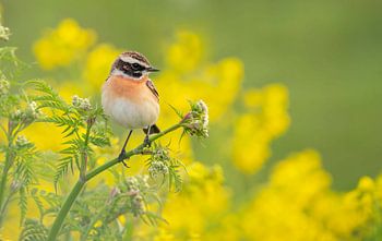 Oiseaux sur les fleurs