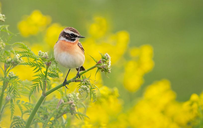 Birds on Flowers by Marian Le Pair - van Os