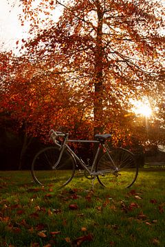 Racefiets met herfstboom // retro, natuur, herfst // fine-art van suzanne.en.camera