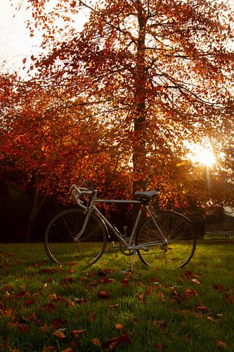 Rennrad mit Herbstbaum // Retro, Natur, Herbst // fine-art
