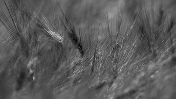 Graan in zwart wit van Tesstbeeld Fotografie
