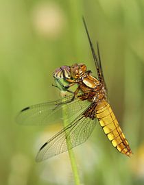Flatbelly in der Sonne von Elise Lohuis
