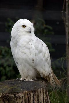 Le harfang des neiges ou Bubo scandiacus est connu pour son plumage blanc et ses yeux jaunes. sur W J Kok