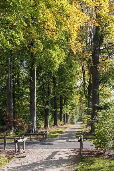 autum forest par ChrisWillemsen