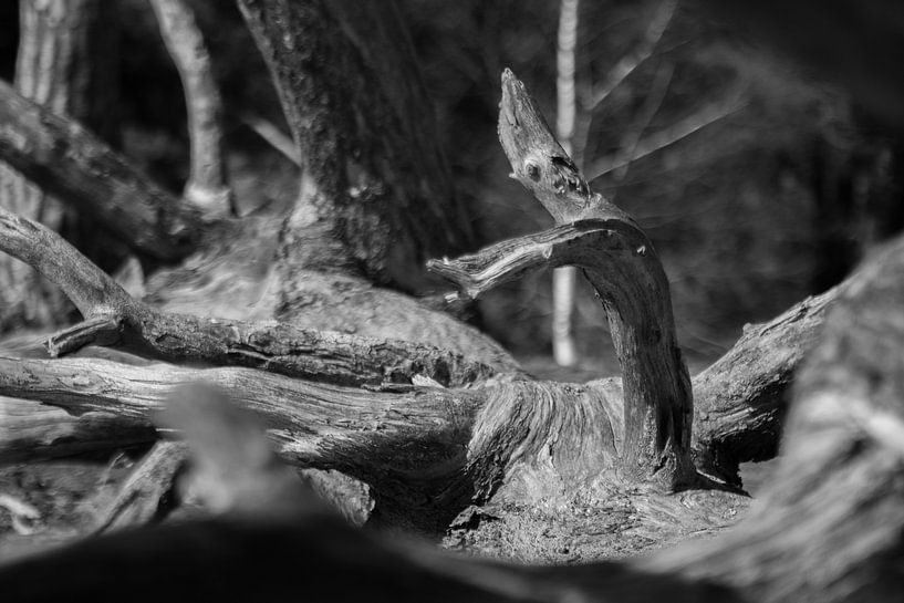 Tree trunk in black and white by Marco Leeggangers