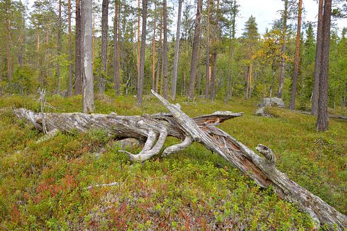 Björnlandet Nationaal Park in Zweden
