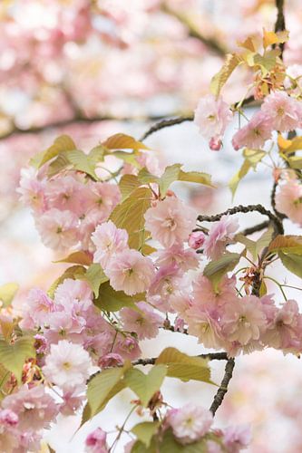 Roze Bloesem