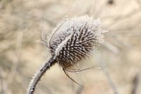 Ripe on frozen thistle on wintry day